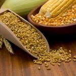 wheat and corn