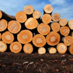 Buy These 3 Timber Stocks As Lumber Prices Continue To Skyrocket