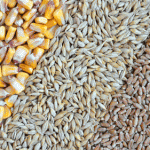 Grain Gains:  Ukraine Crisis Has Corn Popping!